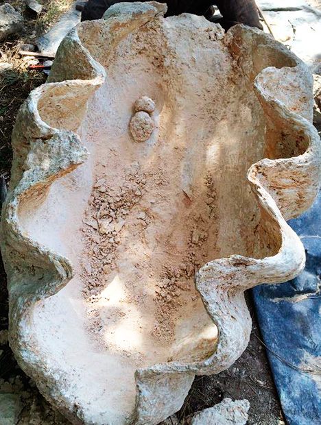W15-LN-Figure-12_194253-468x620.jpg. Fossilized pearls attached to their host shell.