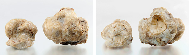 Fossilized pearls after removal from host shell. Fossilized pearls after removal from host shell.
