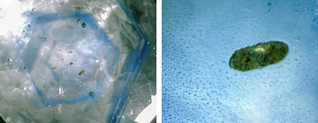 W15-Zwaan-fig10-Comp_194393-636x247.jpg. Plagioclase inclusion in alluvial Montana sapphire
