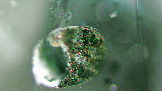Chalcopyrite grains in alluvial Montana sapphire