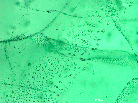 Veil-like feathers in Nacken synthetic emerald Veil-like feathers in Nacken synthetic emerald