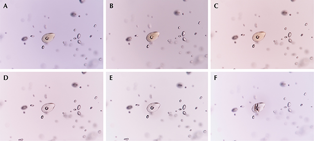 Reaction of monazite crystal in pink sapphire before/after low-temperature heating Reaction of monazite crystal in pink sapphire before/after low-temperature heating