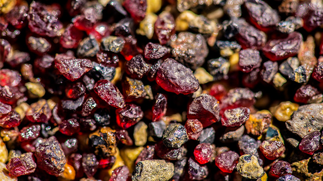Figure 13. Pyrope garnet grains concentrated from an exposed and weathered portion of the Vargem 1 kimberlite seen on the banks of the Santo Inácio River near Coromandel in Minas Gerais, Brazil. These bright red grains are an important indicator mineral in exploring alluvial sediments for diamond-bearing kimberlites. Photo by Robert Weldon. Figure 13. Pyrope garnet grains concentrated from an exposed and weathered portion of the Vargem 1 kimberlite seen on the banks of the Santo Inácio River near Coromandel in Minas Gerais, Brazil. These bright red grains are an important indicator mineral in exploring alluvial sediments for diamond-bearing kimberlites. Photo by Robert Weldon.