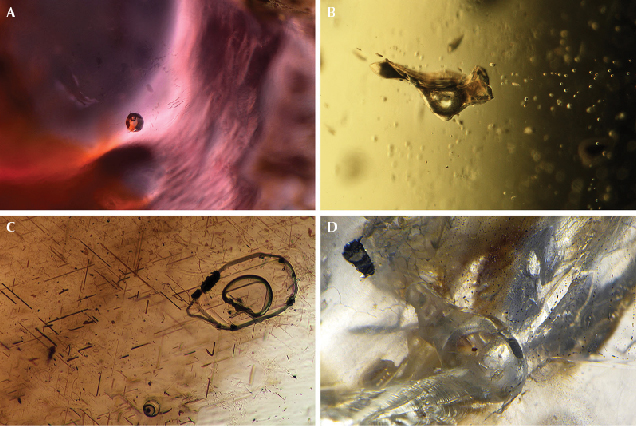 Figure 17. Inclusions observed in magmatic gems that offer evidence of their igneous origin. A: A rounded glassy melt inclusion in a Cambodian ruby; field of view 1.26 mm. B: A glassy melt inclusion with gas bubbles in a peridot from Papakōlea Beach on the island of Hawaii; field of view 1.30 mm. C: A glassy melt inclusion containing a gas bubble along with oriented inclusion needles in a sapphire from Queensland, Australia; field of view 0.71 mm. D: A gas bubble inclusion in a labradorite feldspar from Oregon; field of view 3.59 mm. During the eruption of the host basaltic magma, the release of confining pressure on the feldspar xenocryst allowed the gas bubble to expand to fill a larger volume of space along a fracture. Photomicrographs by Aaron Palke (A and C) and Nathan Renfro (B and D). Figure 17. Inclusions observed in magmatic gems that offer evidence of their igneous origin. A: A rounded glassy melt inclusion in a Cambodian ruby; field of view 1.26 mm. B: A glassy melt inclusion with gas bubbles in a peridot from Papakōlea Beach on the island of Hawaii; field of view 1.30 mm. C: A glassy melt inclusion containing a gas bubble along with oriented inclusion needles in a sapphire from Queensland, Australia; field of view 0.71 mm. D: A gas bubble inclusion in a labradorite feldspar from Oregon; field of view 3.59 mm. During the eruption of the host basaltic magma, the release of confining pressure on the feldspar xenocryst allowed the gas bubble to expand to fill a larger volume of space along a fracture. Photomicrographs by Aaron Palke (A and C) and Nathan Renfro (B and D).