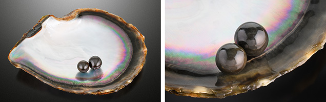 Figure 1. Left: Two black pearls, a 15.16 ct near-round and a 22.19 ct button, shown on the nacreous interior surface of a Pinctada margaritifera shell. Right: The pearls both had a similar vitreous luster and a non-nacreous surface. Photos by Annie Haynes.