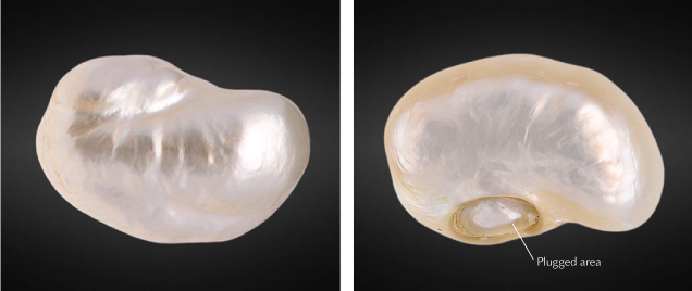 Figure 1. The 169.05 ct filled pearl, viewed from its face (left) and base (right). Note the indented feature on the base through which the filler material was inserted prior to plugging. Photos by Gaurav Bera. Figure 1. The 169.05 ct filled pearl, viewed from its face (left) and base (right). Note the indented feature on the base through which the filler material was inserted prior to plugging. Photos by Gaurav Bera.