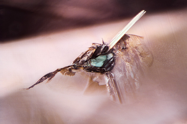 A bluish green omphacite crystal with surrounding stress fractures seen in a Fancy brown-pink diamond. Photomicrograph by Britni LeCroy; field of view 1.42 mm.