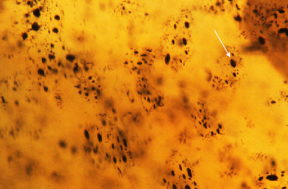 Figure 2. Microscopic examination under high magnification revealed the hexagonal shape of the black inclusions. Photomicrograph by Mei Yan Lai; field of view 1.26 mm.