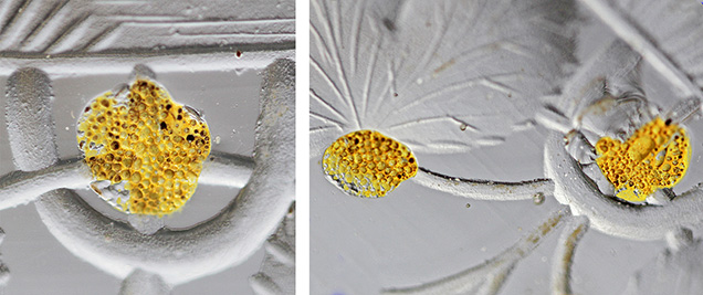 Figure 21. Residues of the yellow fixation layer on the glass substrate of the beaker in Passau showing an uneven surface with a bubble-like texture; the yellow residual materials measure about 3 mm in diameter. Photos by H.A. Gilg. Figure 21. Residues of the yellow fixation layer on the glass substrate of the beaker in Passau showing an uneven surface with a bubble-like texture; the yellow residual materials measure about 3 mm in diameter. Photos by H.A. Gilg.
