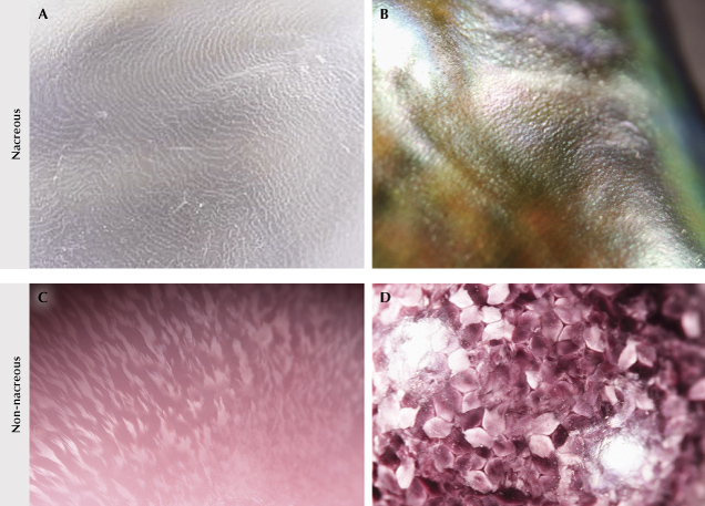 Figure 10. Nacreous vs. non-nacreous surface structures seen in various types of pearls. A: Platy structure patterns on pearls from Pinctada species mollusk. B: Patches of color and a botryoidal-like subsurface structure on the nacreous surface of an abalone pearl. C: Flame structures seen on a Queen conch pearl. D: Patchwork cells and sheen appearance of a scallop pearl. Photomicrographs by GIA staff; fields of view 0.83 mm (A), 3.9 mm (B), and 0.72 mm (C and D). Figure 10. Nacreous vs. non-nacreous surface structures seen in various types of pearls. A: Platy structure patterns on pearls from Pinctada species mollusk. B: Patches of color and a botryoidal-like subsurface structure on the nacreous surface of an abalone pearl. C: Flame structures seen on a Queen conch pearl. D: Patchwork cells and sheen appearance of a scallop pearl. Photomicrographs by GIA staff; fields of view 0.83 mm (A), 3.9 mm (B), and 0.72 mm (C and D).