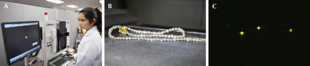 Figure 12. A and B: Pearl necklace being tested by X-ray fluorescence. C. Most of the pearls in the necklace are saltwater in origin and therefore inert when exposed to X-rays. The three pearls that show a moderate greenish yellow reaction are freshwater pearls. Figure 12. A and B: Pearl necklace being tested by X-ray fluorescence. C. Most of the pearls in the necklace are saltwater in origin and therefore inert when exposed to X-rays. The three pearls that show a moderate greenish yellow reaction are freshwater pearls.