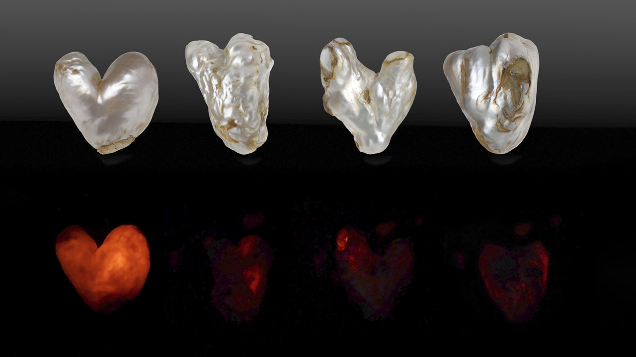 Figure 1. Top: Four heart-shaped filled natural hollow pearls weighing 34.30, 52.75, 75.86, and 98.53 ct (from left to right). Bottom: The pearls exhibit red X-ray fluorescence of varying degrees. Photos by Gaurav Bera and Eram Shaikh. Figure 1. Top: Four heart-shaped filled natural hollow pearls weighing 34.30, 52.75, 75.86, and 98.53 ct (from left to right). Bottom: The pearls exhibit red X-ray fluorescence of varying degrees. Photos by Gaurav Bera and Eram Shaikh.