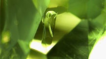 A euhedral tourmaline crystal in a tourmaline host. Photomicrograph by Hikaru Sato; field of view 1.95 mm. A euhedral tourmaline crystal in a tourmaline host. Photomicrograph by Hikaru Sato; field of view 1.95 mm.