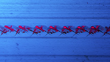 IMG -  WN17 Micro-World 216x122